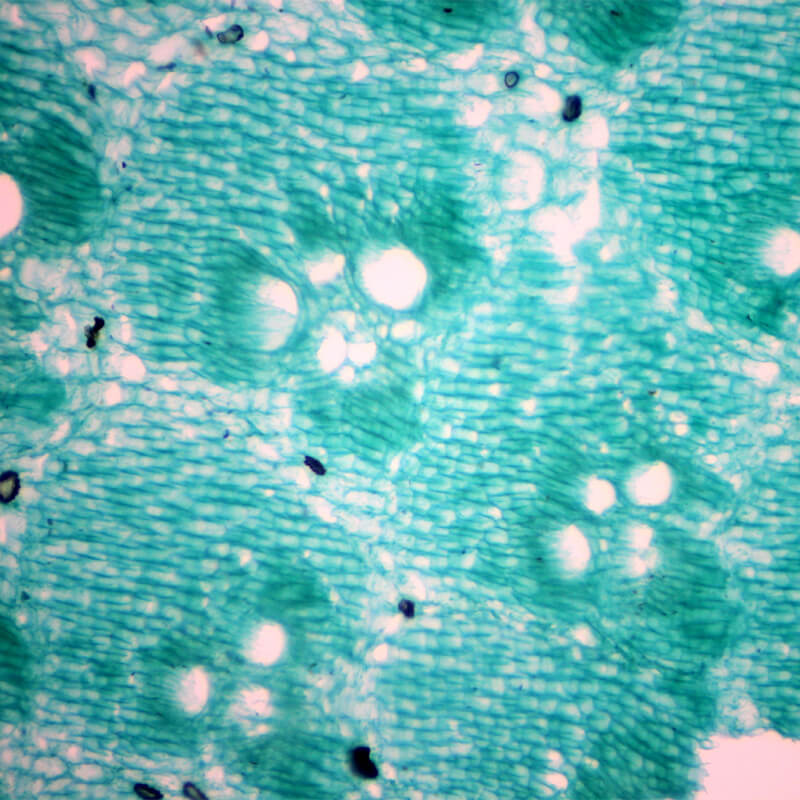 Set preparate botanica pentru microscop (25 buc)