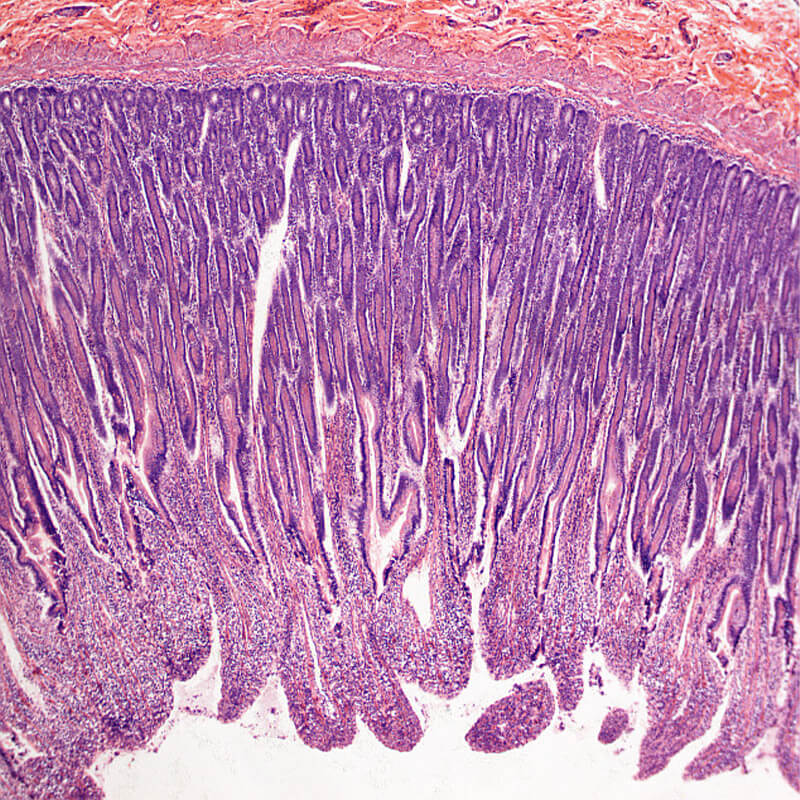 Microscop biologic binocular educational BIM-270B (40-400x)