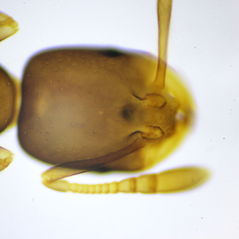 Microscop biologic monocular BIM-151M LED (40-1000x)