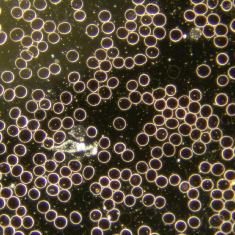 Microscop LACERTA LIS-CDF