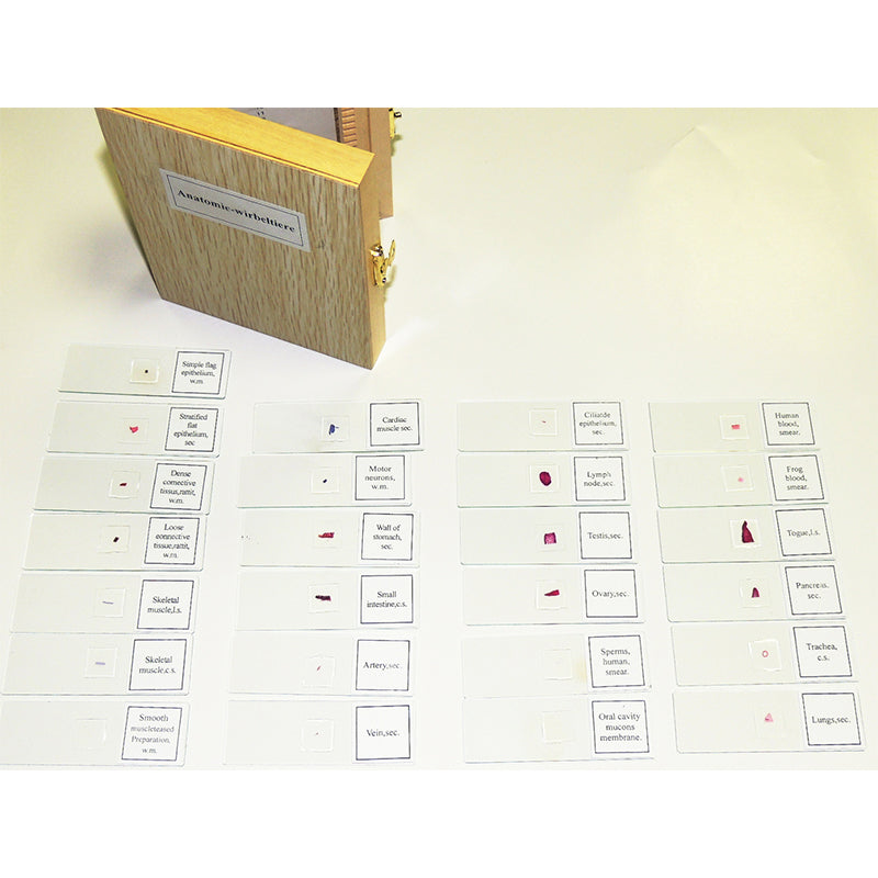 Set preparate anatomie pentru microscop (25 buc) image 4