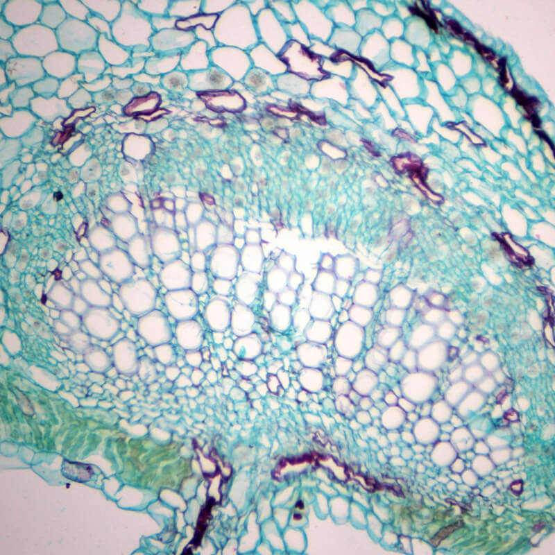 Microscop biologic trinocular BIM-312T semi-PLAN (40x - 1000x)