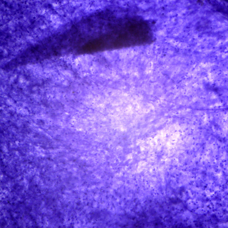 Microscop biologic monocular BIM-151M LED (40-1000x)