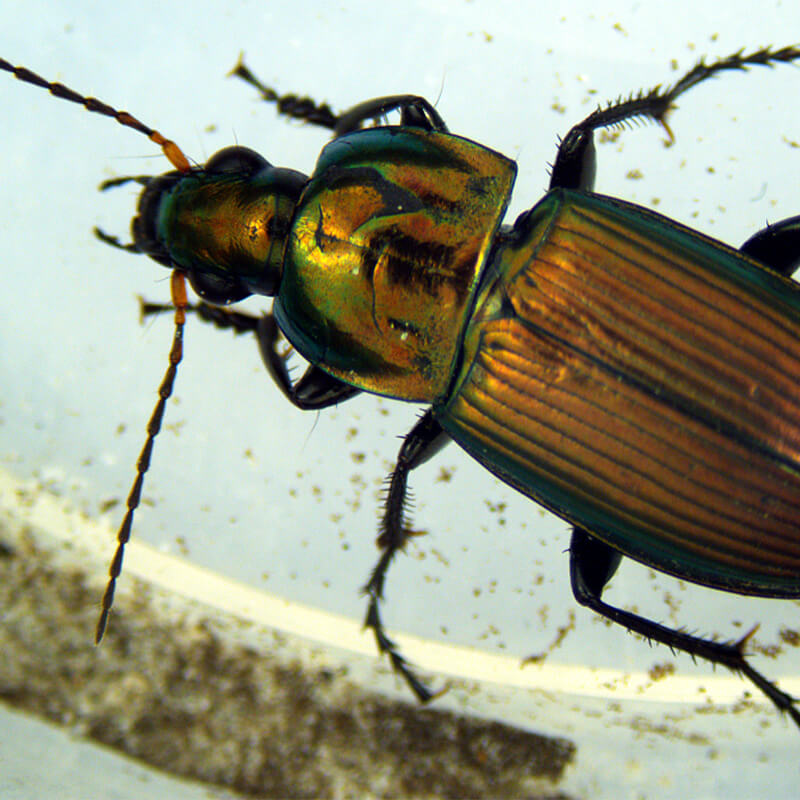 Microscop stereo Delta SZ-450-B PLAN (10-45x)