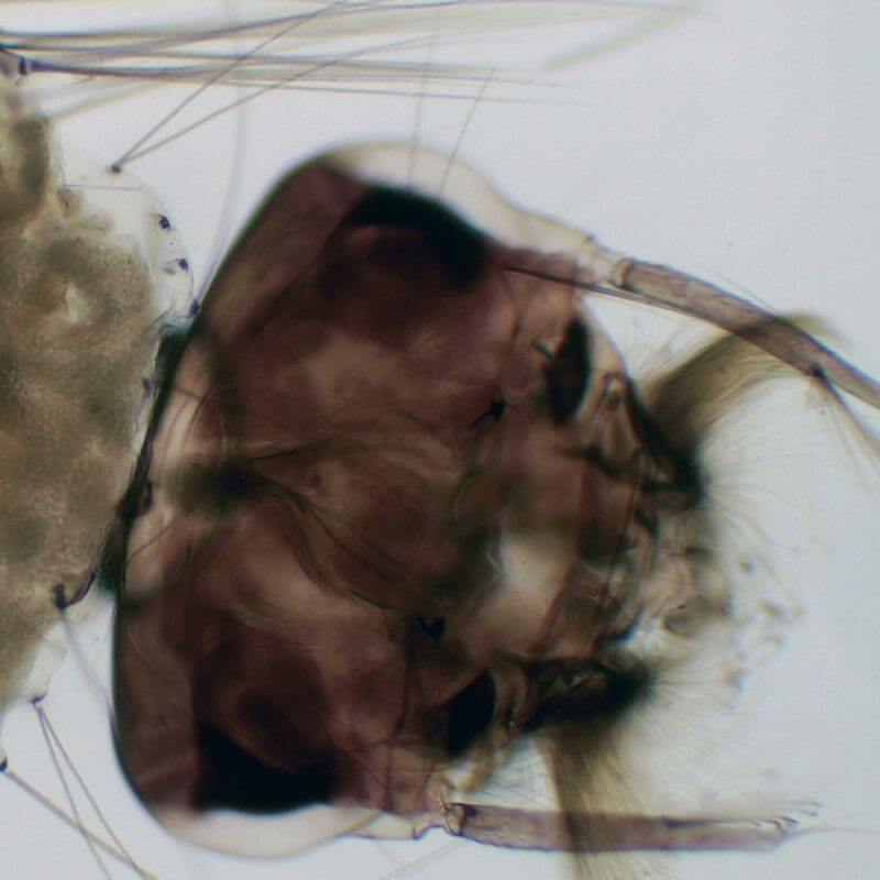 Camera digitale MicroQ-SP pentru microscop