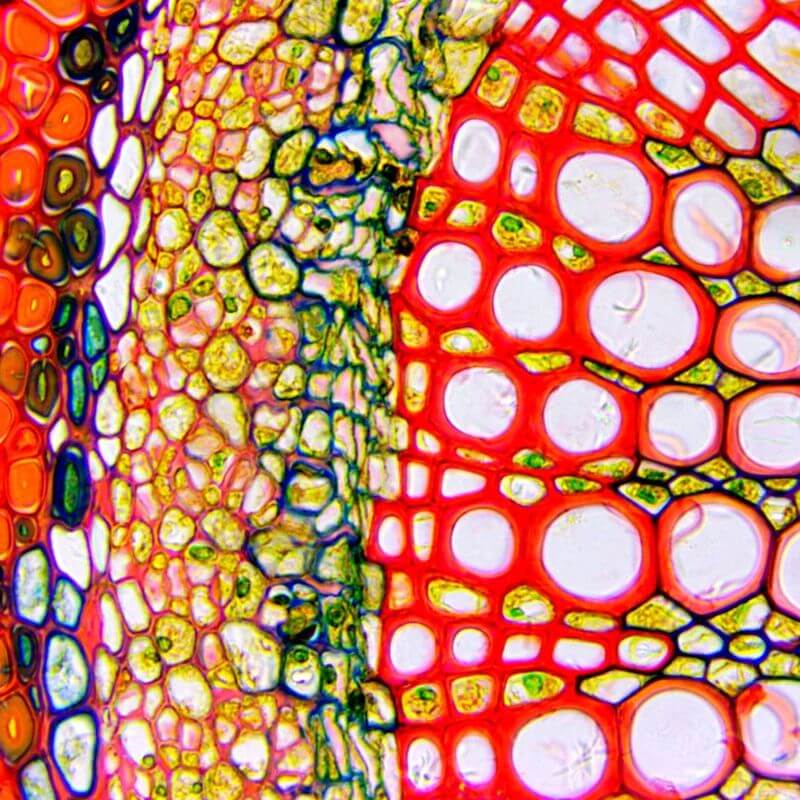 Microscop biologic binocular DELTA Genetic Pro cu camera 3MP image 5