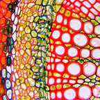 Microscop biologic binocular DELTA Genetic Pro cu camera 3MP image 5