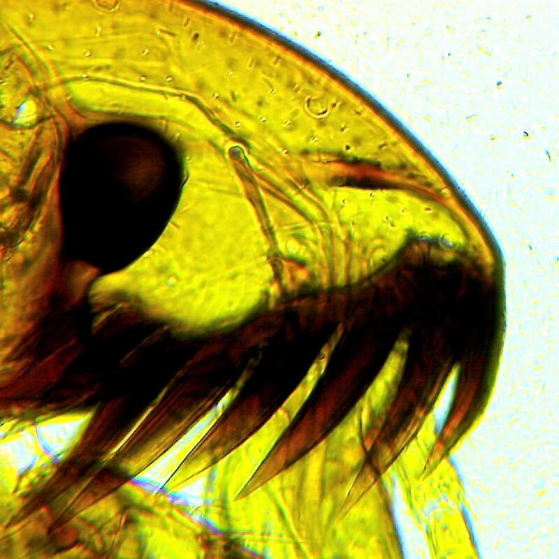 Microscop biologic monocular educational BIM-270M (40-400x)