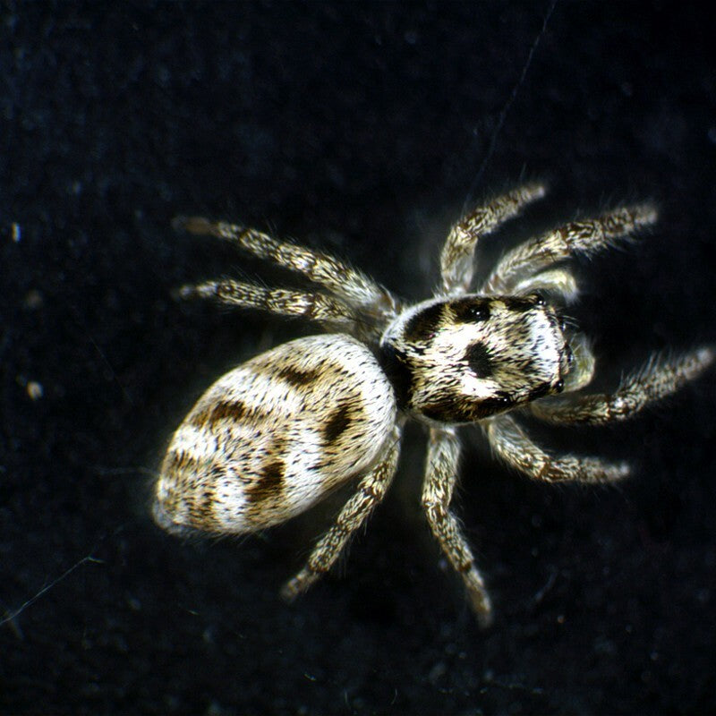 Microscop stereo Student 2S 20x LED