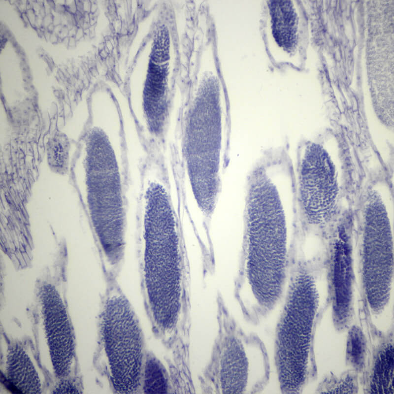 Set preparate botanica pentru microscop (25 buc)