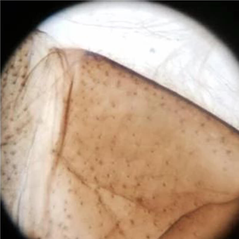 Microscop biologic pentru copii Student 31 (70-400x)