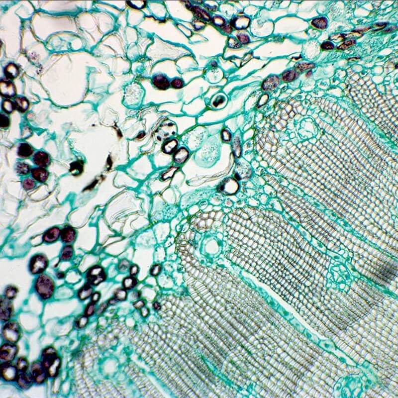 Microscop biologic trinocular BIM-151T LED (40-1000x)