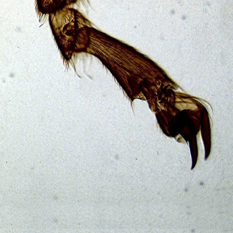 Microscop biologic Lacerta Travel (40x - 1000x) image 6