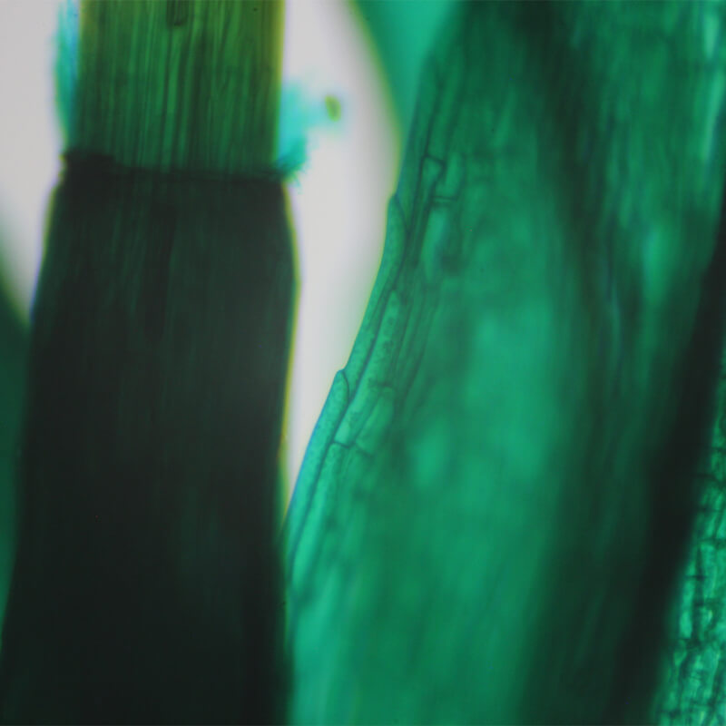 Preparate pentru microscop 100 bucati