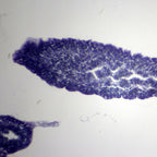 Set preparate zoologica pentru microscop (25 buc) image 5